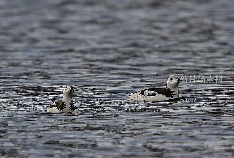 基特利茨海雀(Brachyramphus brevirostris)是在阿拉斯加和东西伯利亚水域发现的一种小型鱼。极度濒危物种。